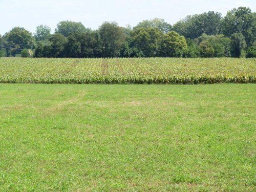 Property photo 4 - 63.5 +/- Acres Offered in 3 Tracts - Real Estate Auction
